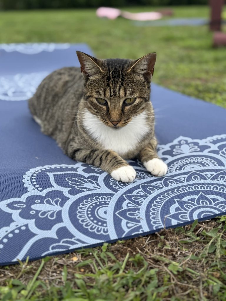 Chat faisant du yoga sur tapis bleu mandala